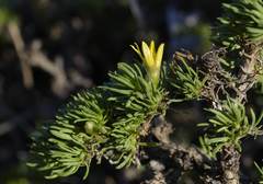 Oedera humilis