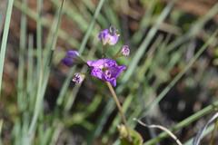 Commicarpus pentandrus