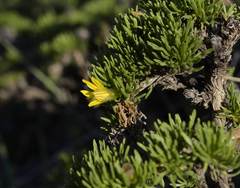 Oedera humilis