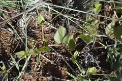 Commicarpus pentandrus