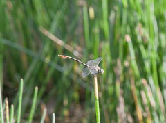 Phyllogomphoides stigmatus