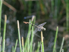 Phyllogomphoides stigmatus