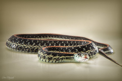 Thamnophis sirtalis annectens