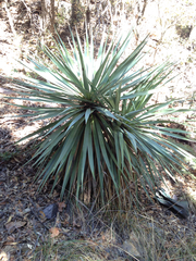 Yucca madrensis