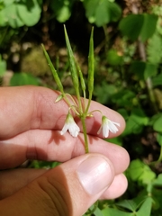 Oxalis trilliifolia