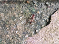 Odontomachus simillimus