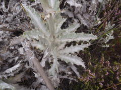 Berkheya francisci