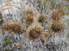 Berkheya francisci