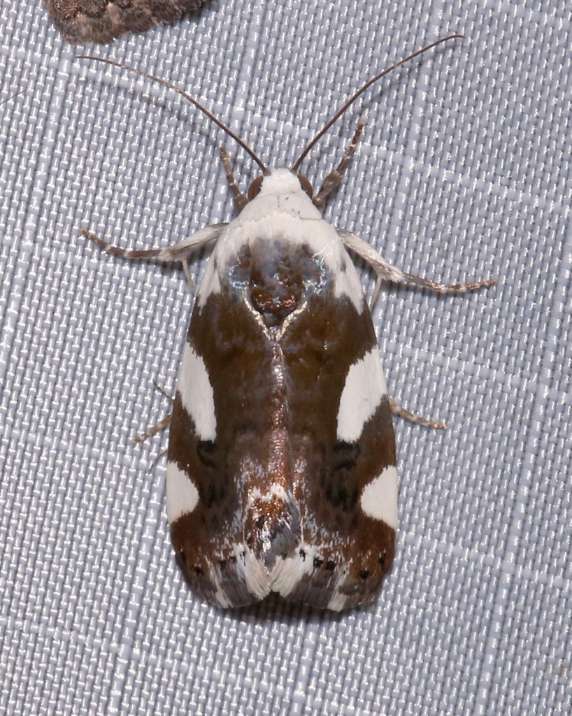 Tarache lucasi