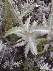 Berkheya francisci