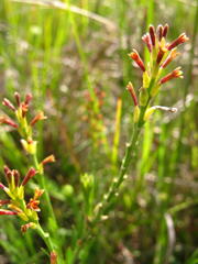 Gnidia gymnostachya