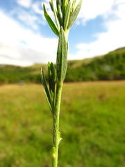 Gnidia gymnostachya