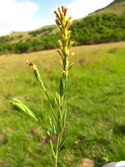 Gnidia gymnostachya