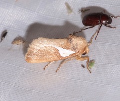 Prolimacodes trigona