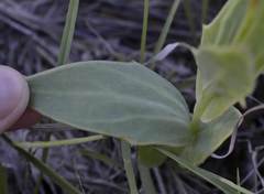Senecio ruwenzoriensis