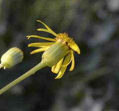 Senecio ruwenzoriensis