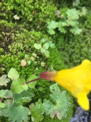 Erythranthe caespitosa