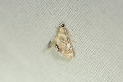 Eoparargyractis plevie