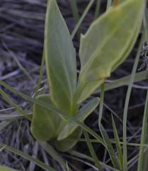 Senecio ruwenzoriensis