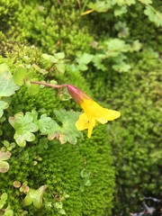 Erythranthe caespitosa