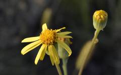 Senecio ruwenzoriensis