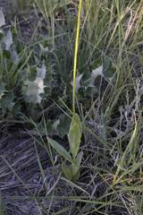 Senecio ruwenzoriensis