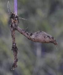Senecio ruwenzoriensis
