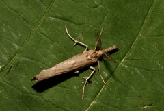 Agriphila straminella