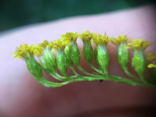 Kanadinė rykštenė nuotrauka