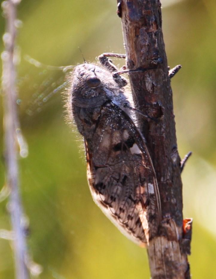 Capcicada