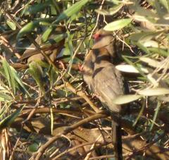 Urocolius indicus transvaalensis