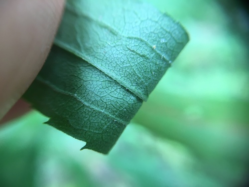 Kanadinė rykštenė nuotrauka