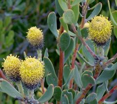 Leucadendron muirii