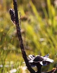 Capcicada decora