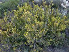 Leucadendron muirii
