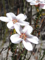 Adenandra brachyphylla