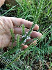 Striga bilabiata bilabiata