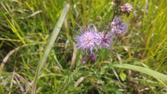 Liatris aspera