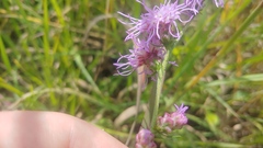 Liatris aspera