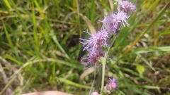 Liatris aspera