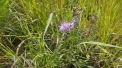 Liatris aspera