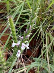 Striga bilabiata bilabiata