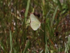 Colias behrii