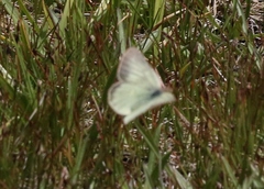 Colias behrii