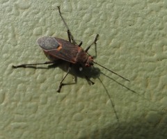 Leptocoris mitellatus