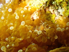 Periclimenes rathbunae