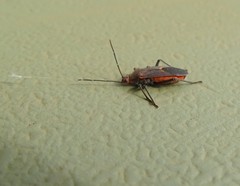 Leptocoris mitellatus