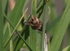 Orthotaenia