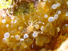 Periclimenes rathbunae