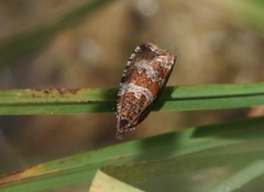 Orthotaenia